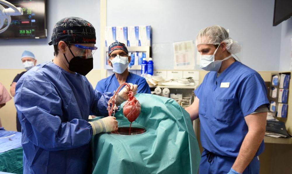 Paciente se recupera após transplante com coração de porco