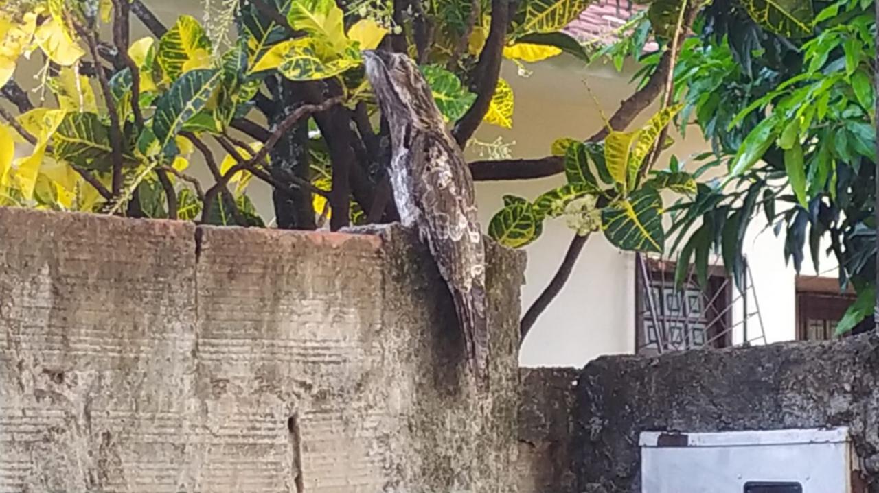 Ave Fantasma é flagrada na região central de Santa Helena