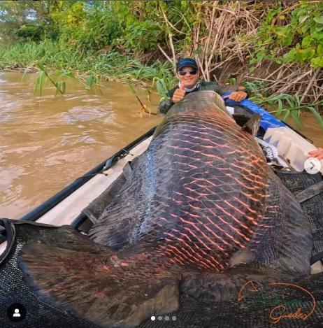 Gigante das águas: pescadores fisgam pirarucu de dois metros e 100 kg