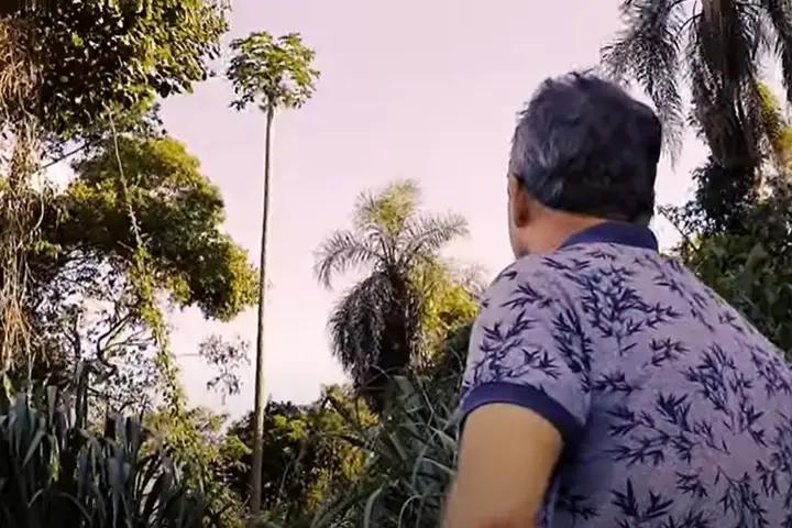 Municípios ‘disputam’ titularidade de pé de mamão mais alto do mundo