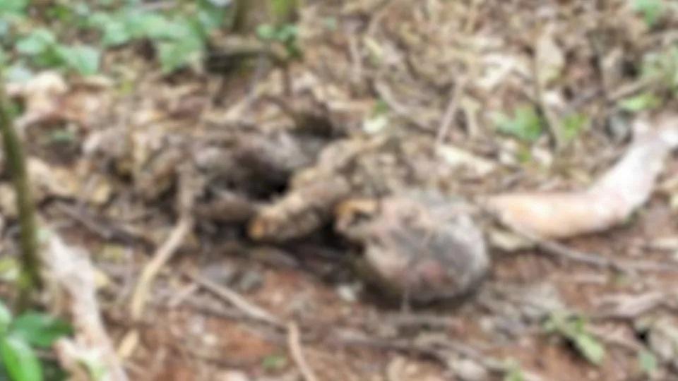 Cadáver em avançado estado de decomposição é encontrado no Oeste do Paraná