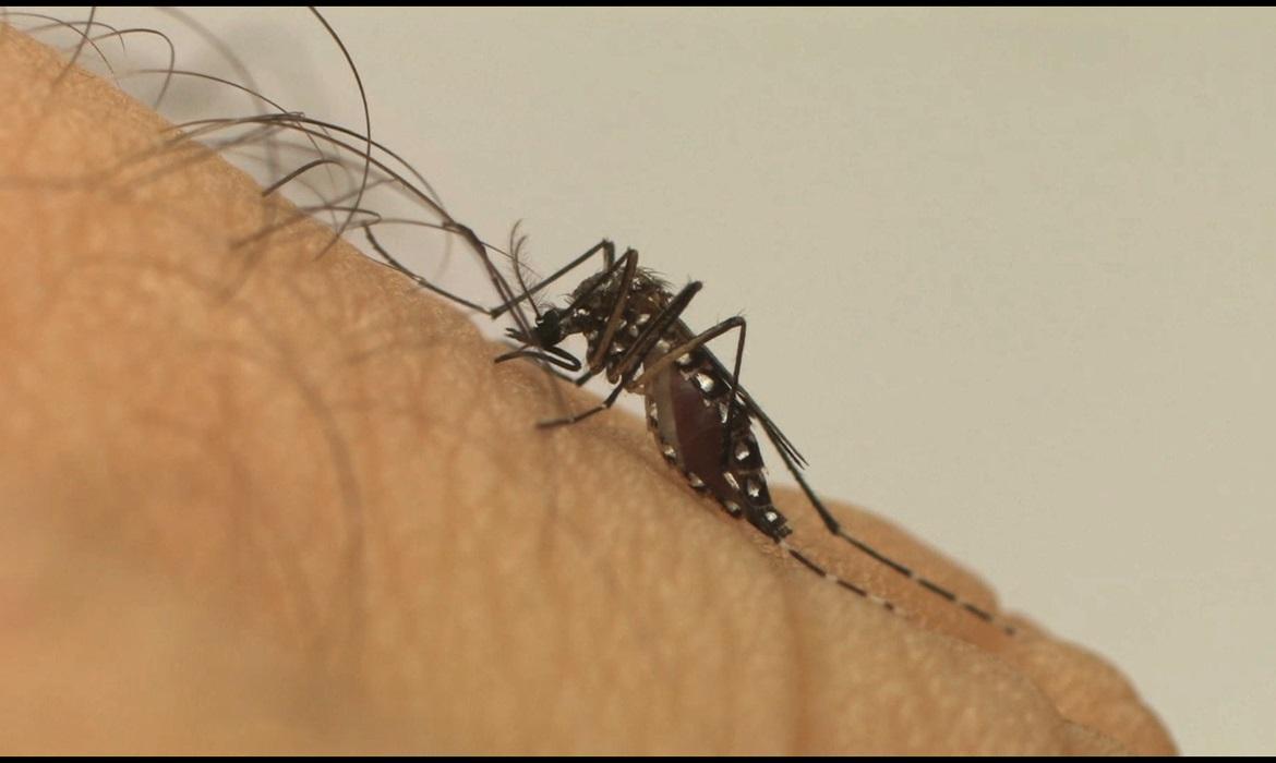 Santa Helena atualiza números da epidemia de dengue