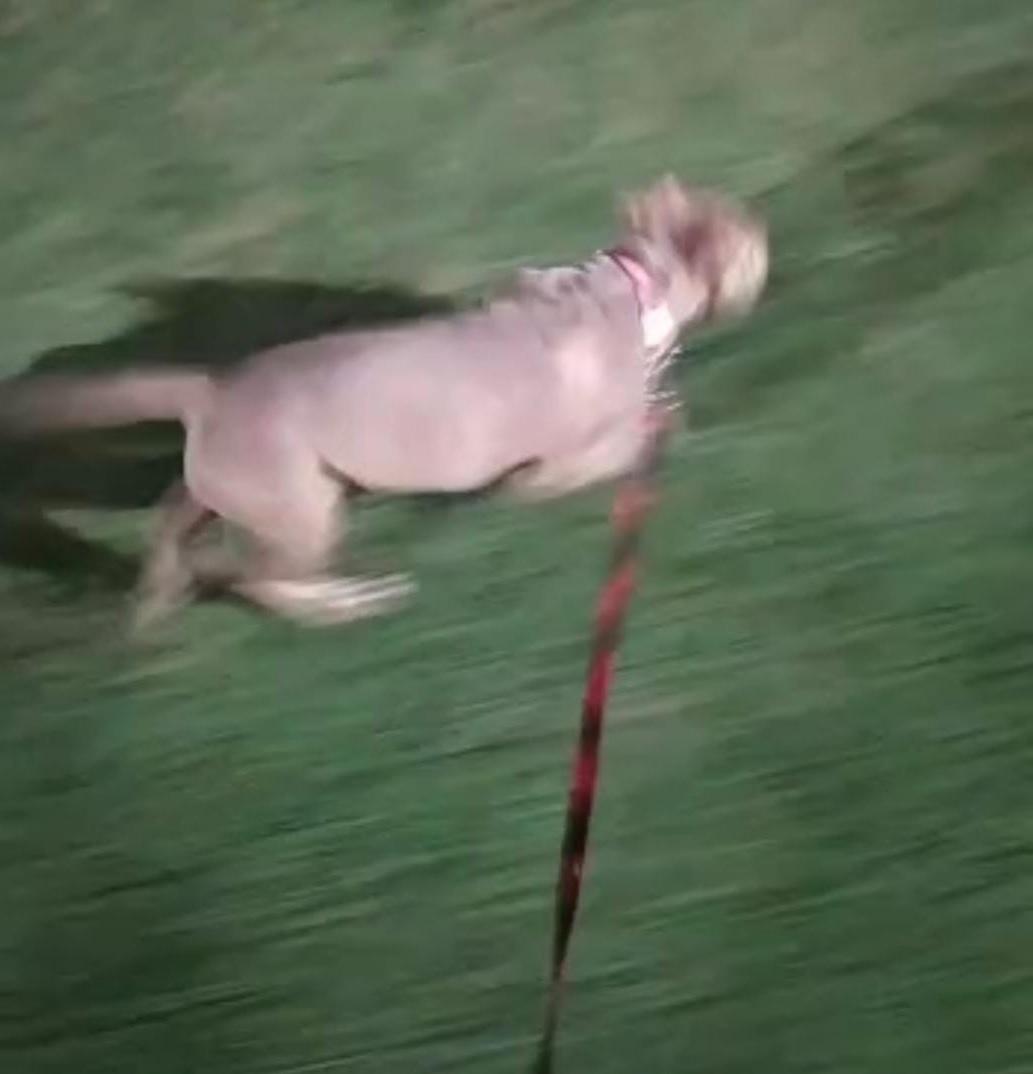 Missal Cria programa municipal de Defesa e Proteção Animal