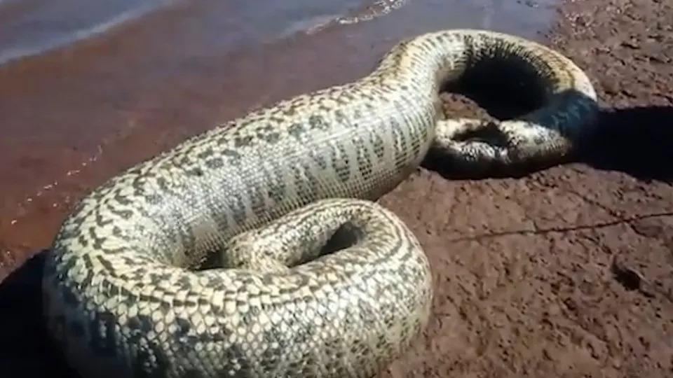 Pescadores encontram sucuri de 4 metros em Santa Helena