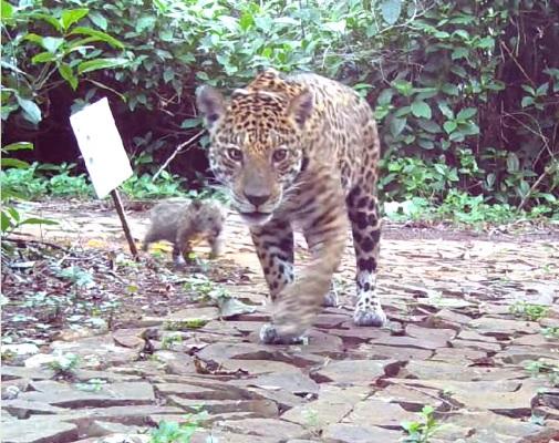 Filhote de onça-pintada é flagrado no Parque Nacional do Iguaçu; Veja