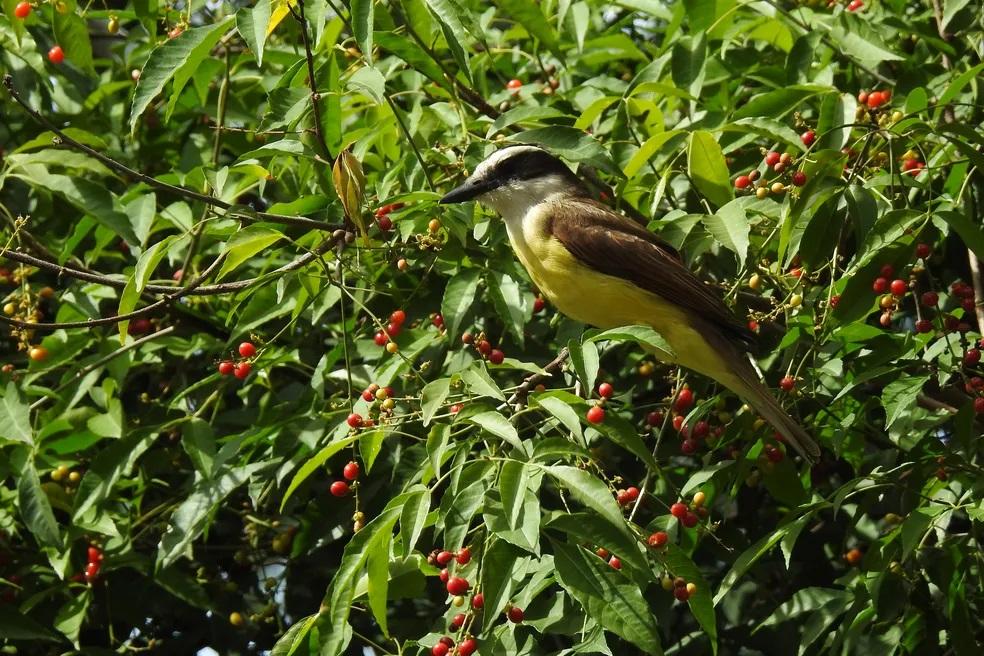 Fronteira entre Brasil, Argentina e Paraguai registra aparições de aves raras
