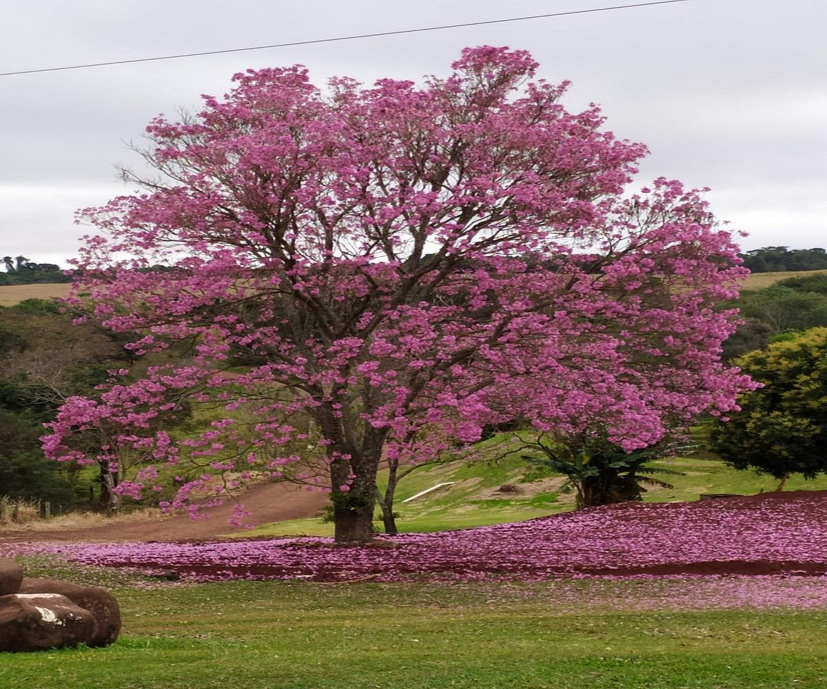 Simepar prevê 25,2mm de chuva para Santa Helena hoje (13)
