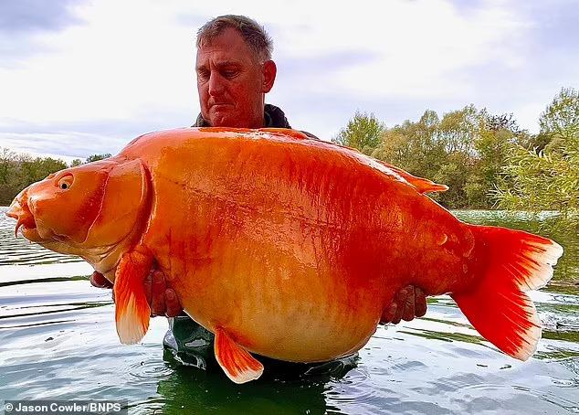 'Cenoura' peixe dourado de 30 quilos é capturado por pescador