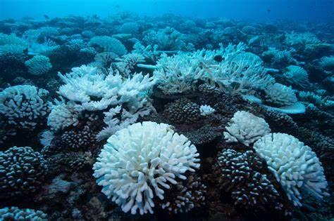 Cientistas congelam pedaços da Grande Barreira de Corais na Austrália