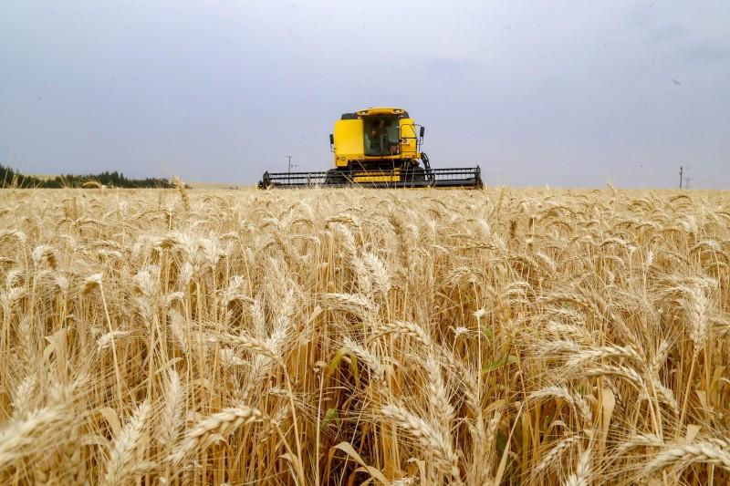 Produção recorde brasileira de trigo reflete em queda no preço de farinhas especiais e pão
