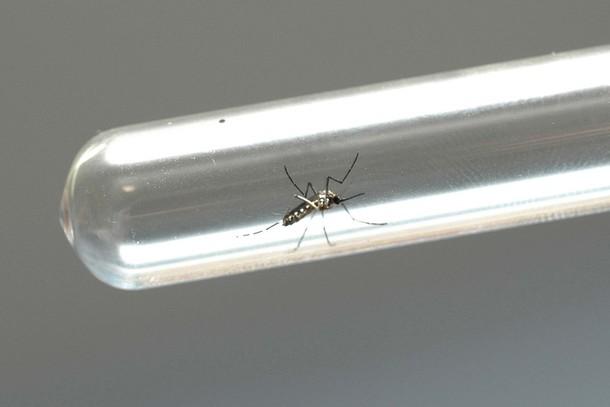 Secretaria da Saúde alerta para sintomas da dengue e importância do tratamento