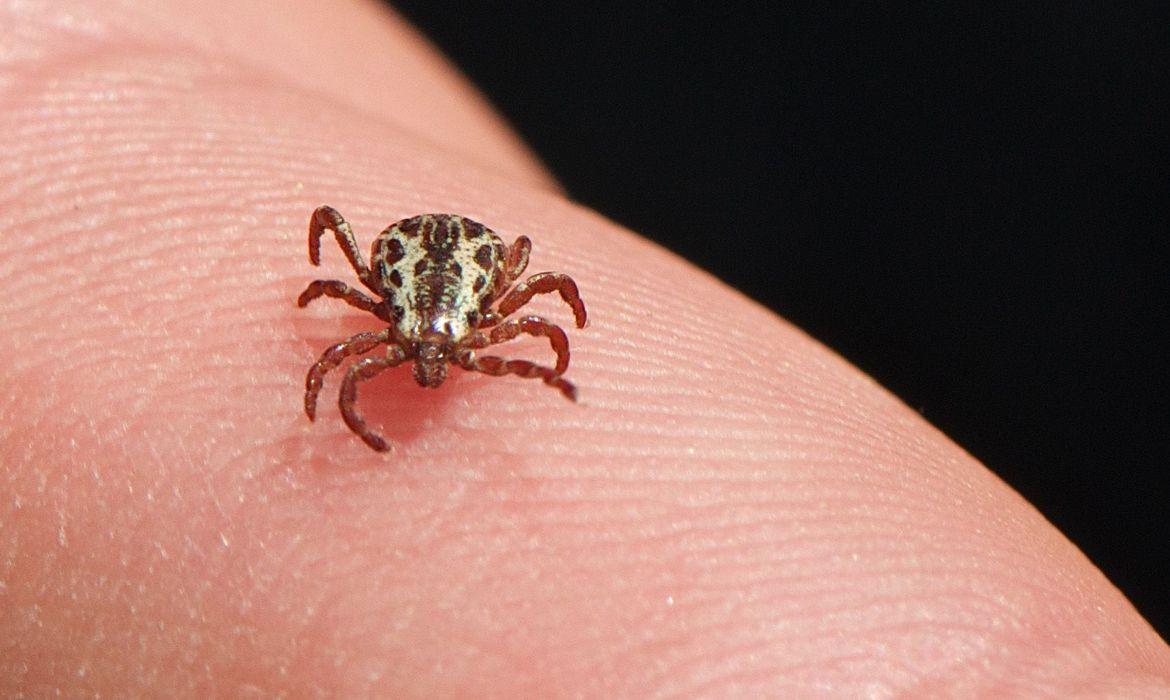 SP confirma mais duas mortes por febre maculosa e número de óbitos pela doença vai a seis no estado