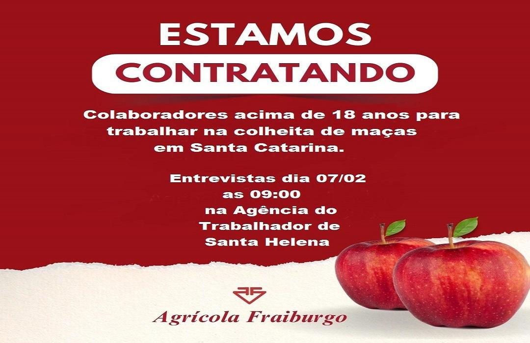 Empresa contrata trabalhadores de Santa Helena e região para trabalhar na colheita de maçãs em SC