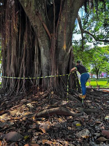 Prefeitura combate infestação de ratos na praça central de Santa Helena 