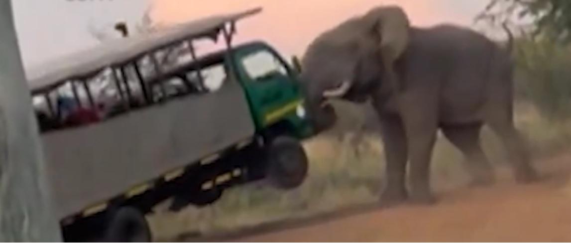 Vídeo mostra elefante levantando veículo com turistas na África do Sul