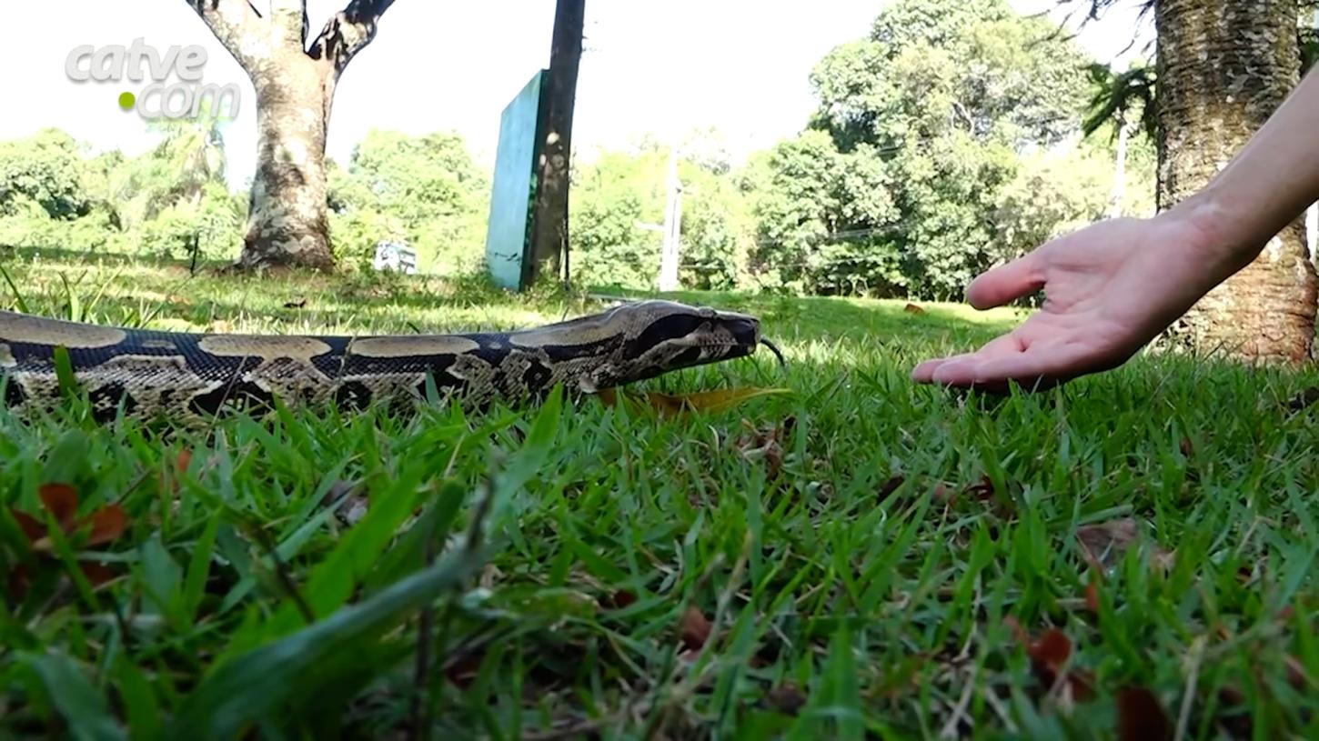Conheça a 'Sogra', cobra que passeia por cidade da região