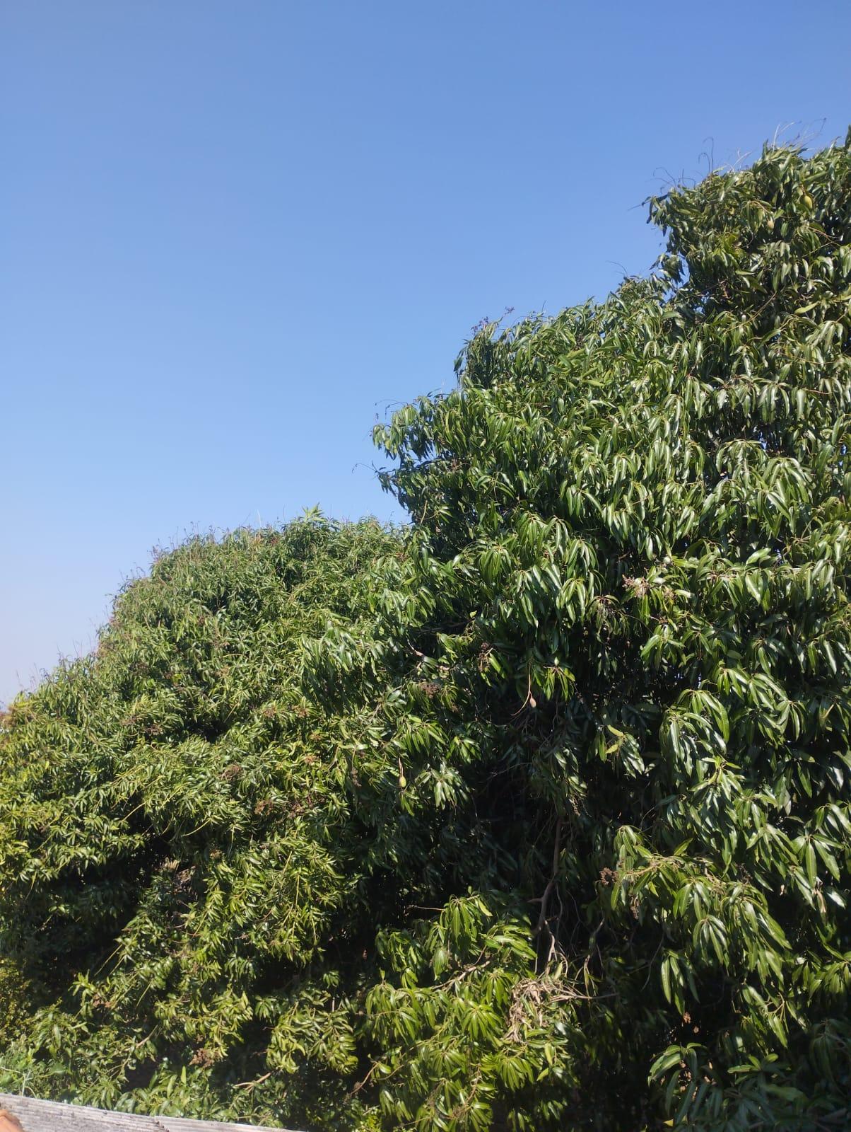 Inverno tem vento forte e dias quentes na região oeste; entenda