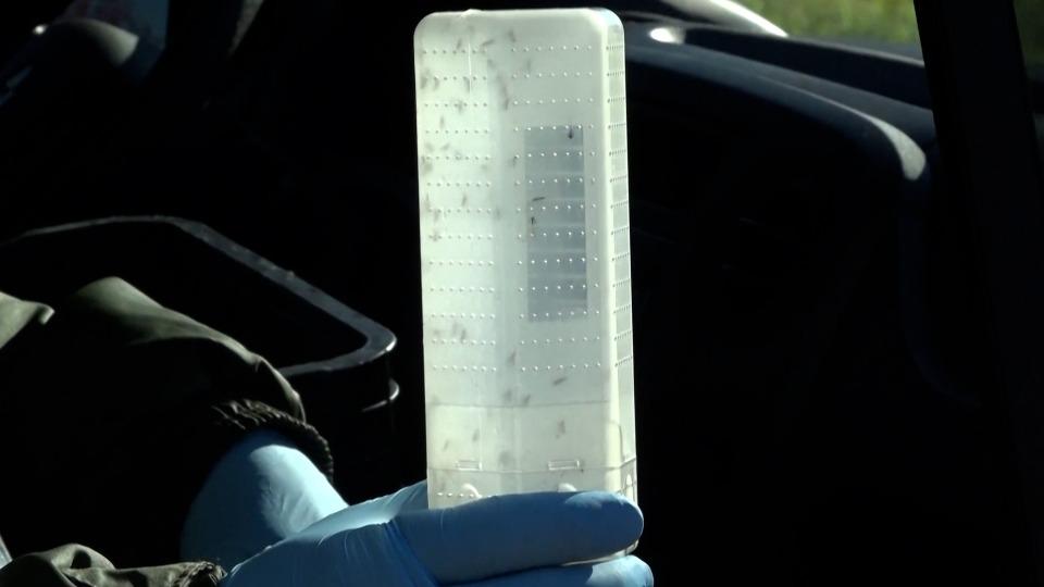 Mosquitos com bactéria de combate ao transmissor da dengue são soltos em Foz do Iguaçu