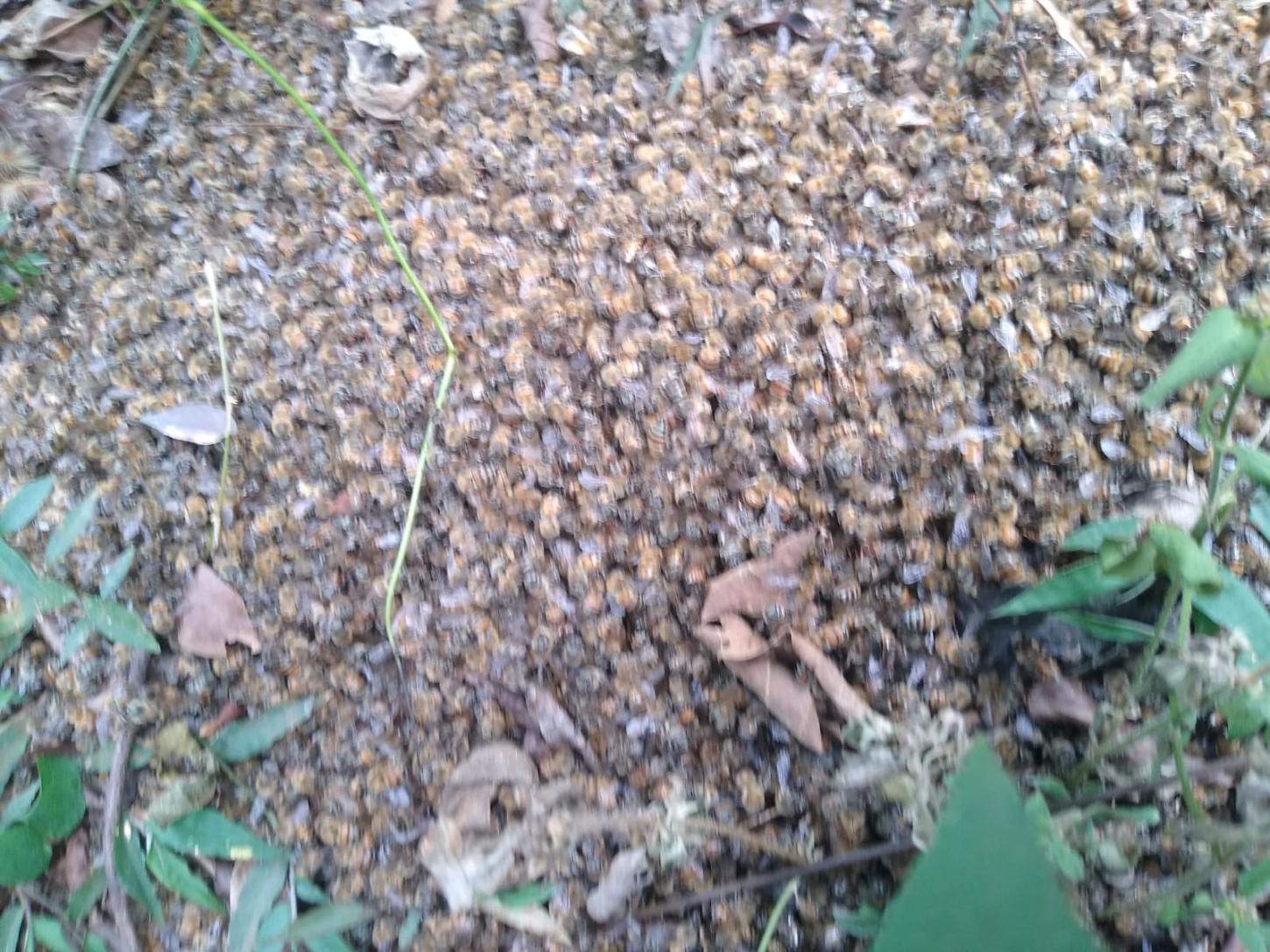 Apicultores denunciam morte em massa de abelhas na região