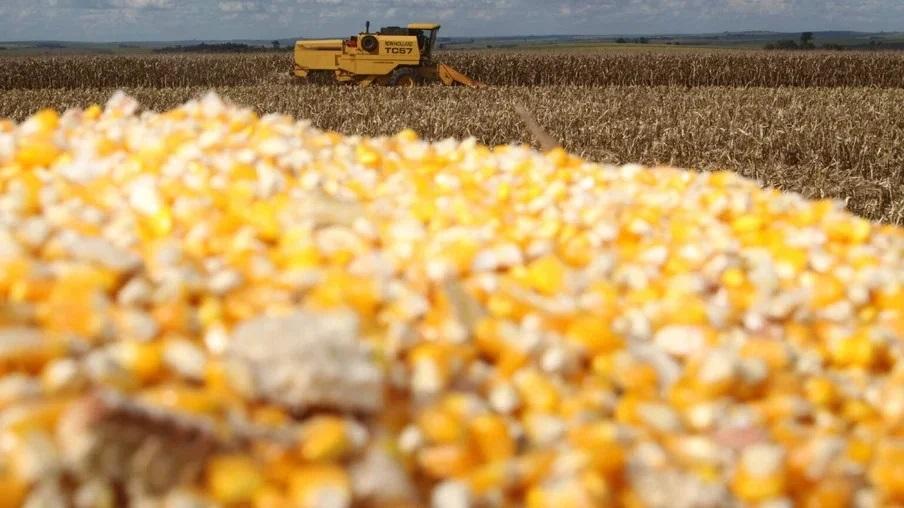 Indicador do milho atinge maior média nominal do ano