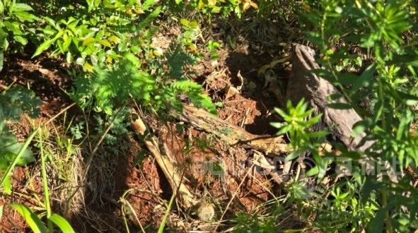 Mais uma ossada humana é encontrada na região de Marechal Cândido Rondon