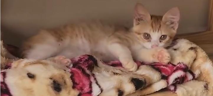 Adoção de gata em Toledo vira história inusitada e viraliza nas redes sociais