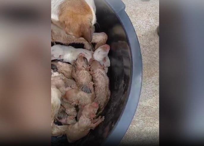 Cadela dá à luz dentro de bueiro e bombeiros resgatam oito filhotes no Paraná; Vídeo