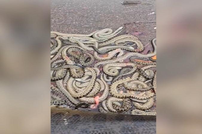 Sucuri-verde é atropelada em rodovia no MT e ejeta cerca de 40 filhotes; vídeo