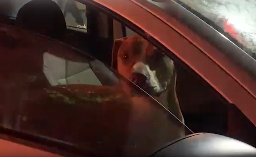 Bêbado atropela pedestre, PM prende o homem e leva até o cachorro no camburão