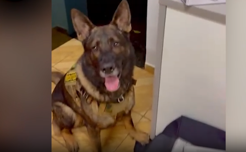 Cão Colt localiza mais de 7kg de maconha em ônibus, na região