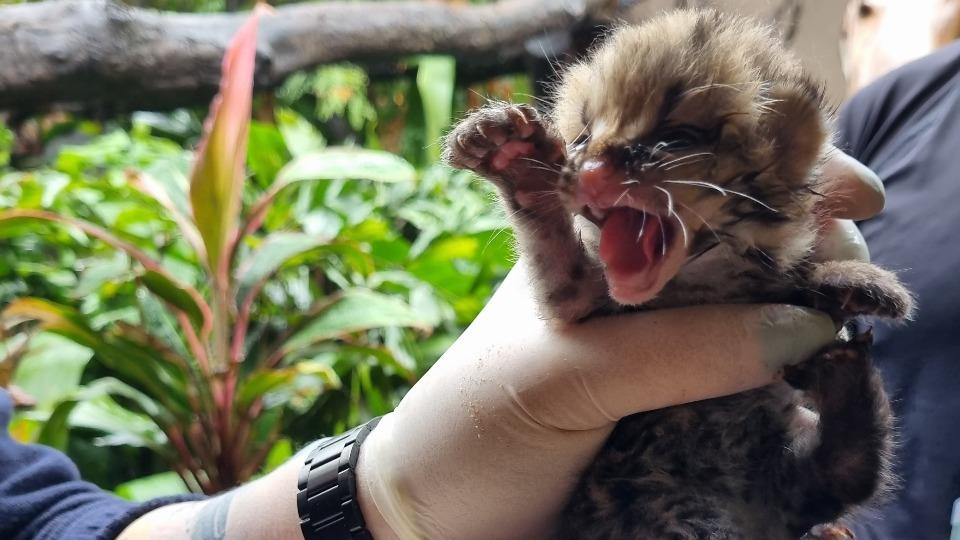 Filhote de gato-maracajá nasce em refúgio da Itaipu