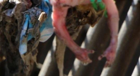 Feto humano é encontrado em estação de tratamento de esgoto de Medianeira