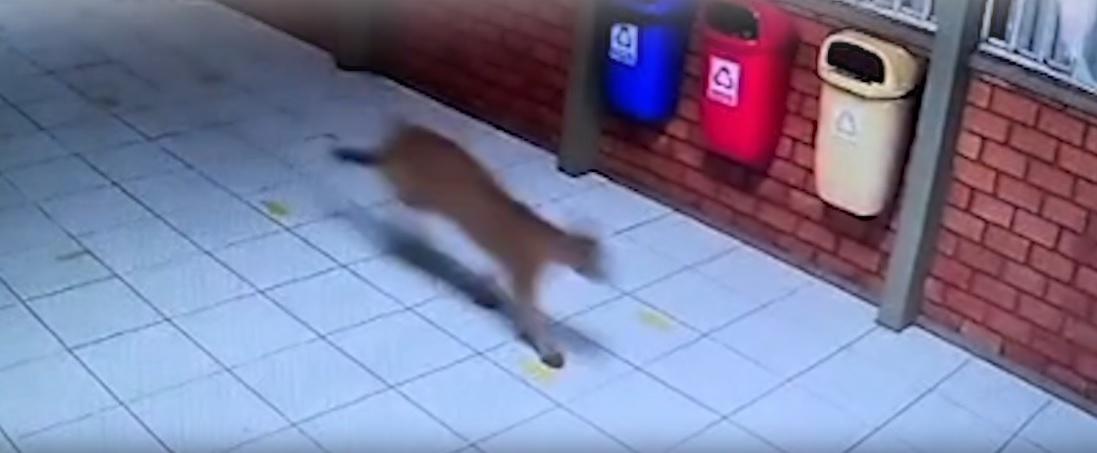 Onça-parda aparece na APAE e assusta funcionário em Cascavel