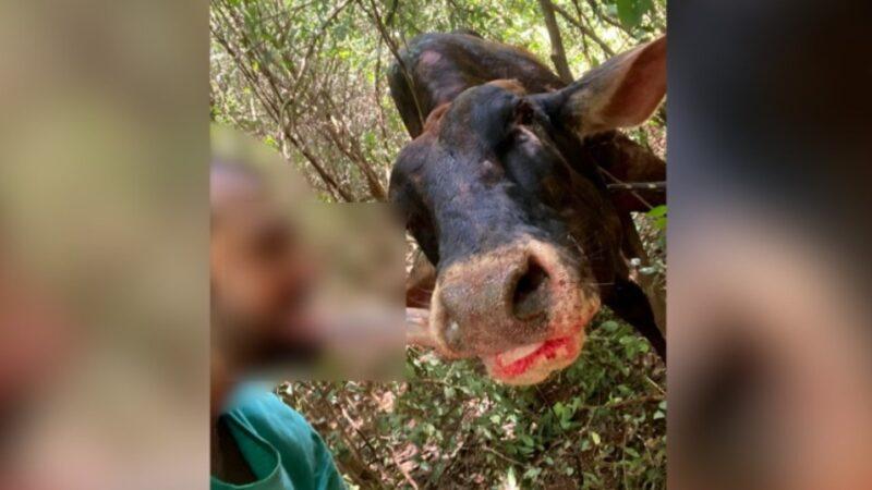 Preso homem que apareceu mordendo língua de vaca