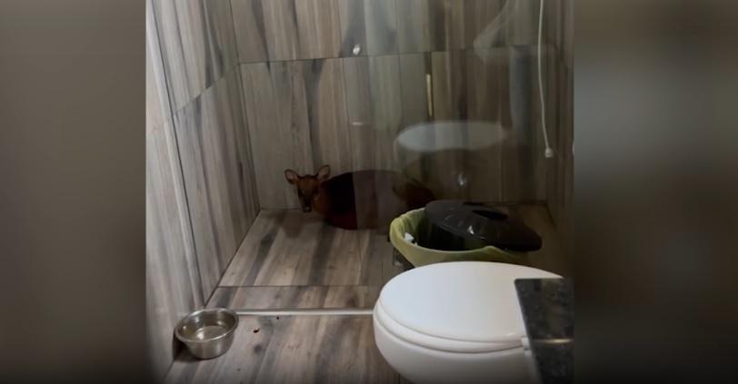 Veado preso em banheiro mobiliza equipe de resgate em Toledo