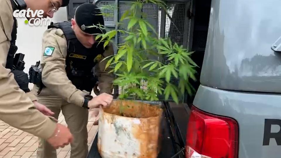Polícia encontra pés de maconha após briga de família
