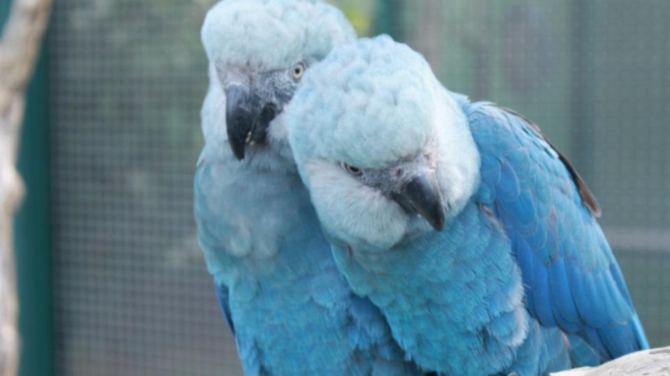 Onze ararinhas-azuis são diagnosticadas com doença grave que pode ser letal