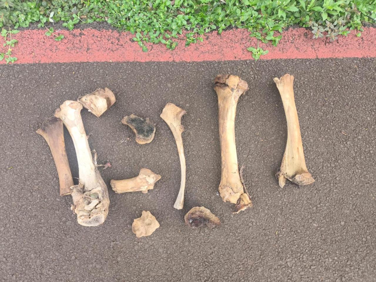 Trabalhador aciona a polícia após encontrar ossos em mata na região do Balneário de Santa Helena