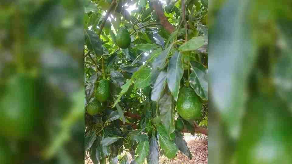 Briga por pé de abacate termina na delegacia