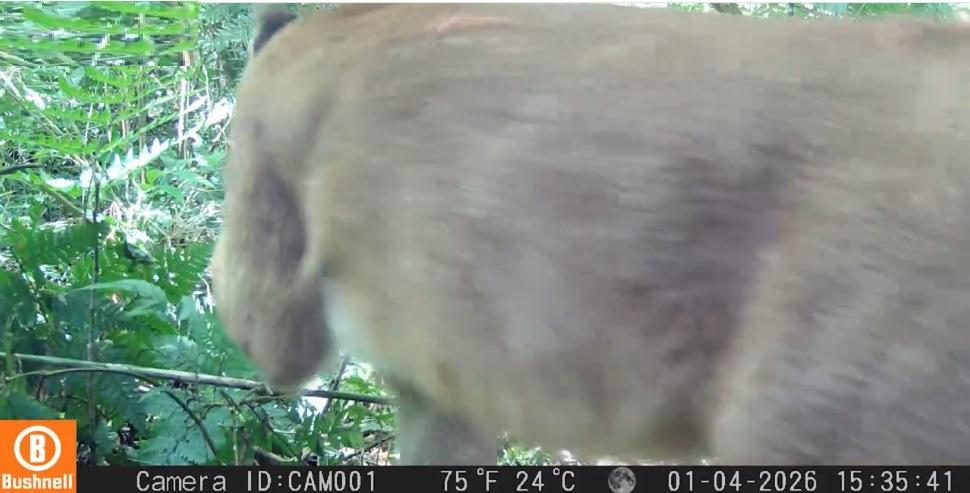 IAT registra pela primeira vez uma onça-parda em mata do Parque Estadual Rio Guarani