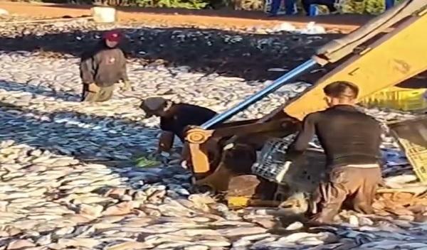 Após mortandade de tilápias, produtor estima prejuízo de R$ 9 milhões e aciona a Justiça