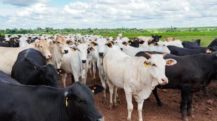 Pecuária brasileira colecionou recordes em 2025. Saiba quais