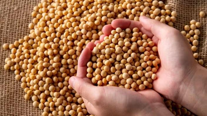 Preço da soja sobe no Brasil após sequência de quedas