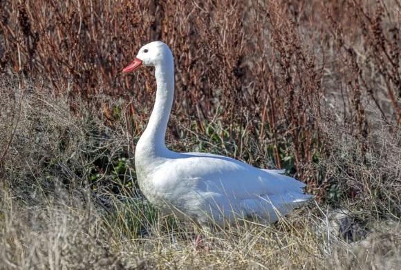 RS registra foco de gripe aviária em aves silvestres na Reserva do Taim
