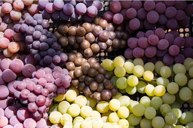 Uva ‘inaugura’ tarifa zero em venda de fruta à União Europeia