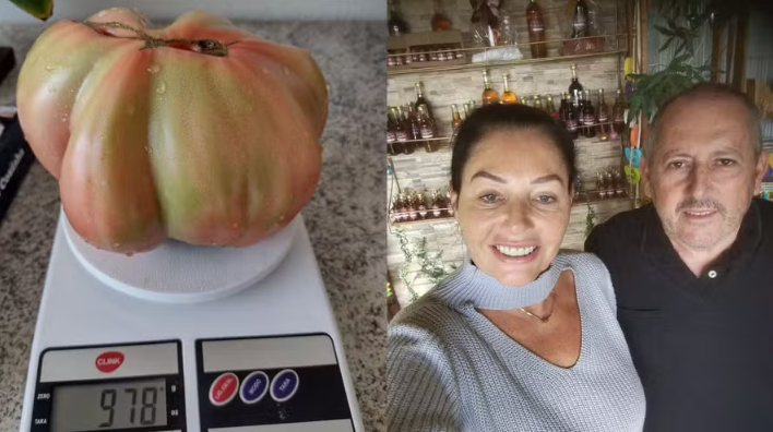 Casal colhe tomate gigante de quase um quilo em horta orgânica