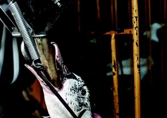 Engorda forçada de aves: entenda o que é o foie gras, que pode ser proibido no Brasil