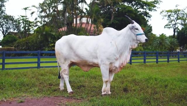 Genética de R$ 54 milhões: como é a rotina da vaca mais cara do mundo