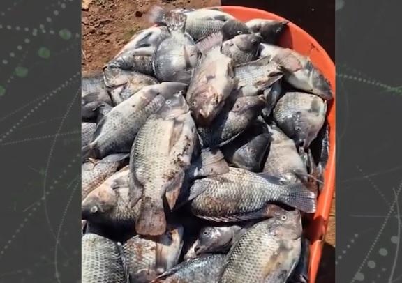 Produtor perde 25 toneladas de peixes com oscilações na energia
