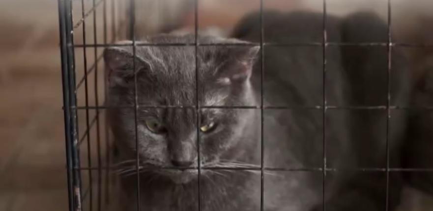 Vereadores aprovam projeto que impede confinamento de cães e gatos em Cascavel